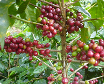 有機プレイベート商品のご提案